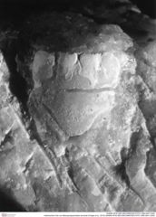Historisches Foto von Mesoparapylocheles strouhali (Fraaije et al., 2019) (NHMW-AFW-GEO-BACHMAYER-FOTO-1990-0041-3320)